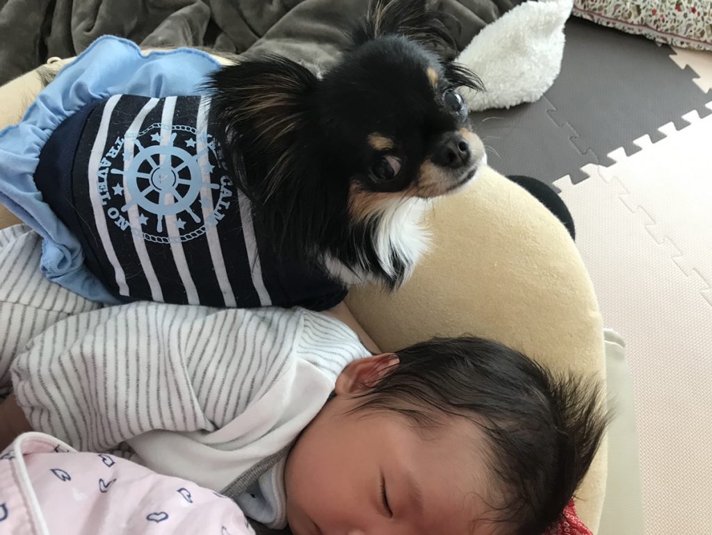甘えん坊な犬と赤ちゃんのいる生活